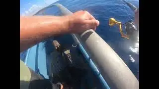 Blackfin Tuna in thick behind the Port Aransas shrimp boats