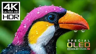 Unseen HDR 4K 60FPS OLED Demo | Dolby Vision 8K/4K Video FOR TV TEST