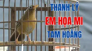 HM 5614 - Thanh l&yacute; chim họa mi, tam ho&agrave;ng, vẩy đu&ocirc;i khướu, lỗi ngửa nhẹ (gi&aacute; 2tr6)| Hoạt Họa Mi