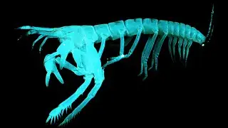 Primitive Crustacean Found In Deep Trench (Tanaids) - Deepsea Oddities