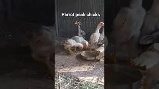 parrot peak chicks #aseelmurga #mianwaliaseels #mianwaliaseels #chickenbreeds #birds #roosterfarm