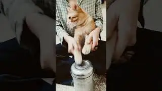 cat drum #catvibingmeme