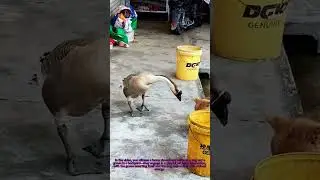 Dog vs Goose Hilarious Backyard Rivalry and Anima