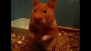 Hamster grooming and surprised ❤