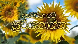 ගිම්හානයේ ලස්සන දවසක්  A relaxing walk trough a sunflower field in USA