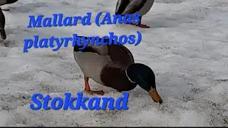 Our permanent residents in the district  Mallard/Stokkand