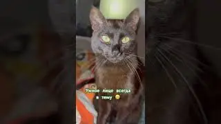 Умная морда черного кота 😁 #кот #топ #топчик #юмор #врек #рек #умныйкот #жизнькота #черныйкот