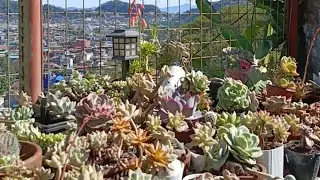 Cleaning|Reporting|Admiring My Succulent and 🌵,Clips