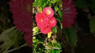 Aster Flowers/European Michaelmas Daisy/Treasure Flowers#viralvideo #shorts...🌾🌾