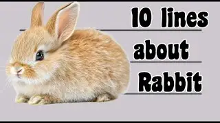 Rabbit Essay Writing  in English | 10 lines Essay on Rabbit