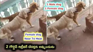 Two golden retriever dogs for sale in telugu/9347265271 /aj pets