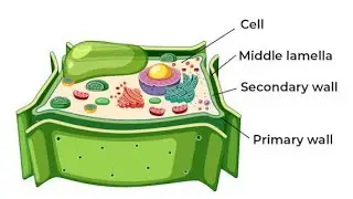 Cell Wall Explained: Primary, Secondary & Middle Lamella Layers #cellwall #cell #Selflessacademy