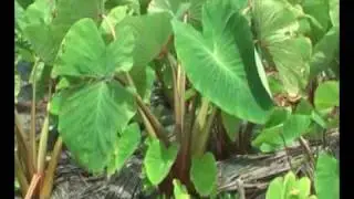 Rarotonga's wetlands - taro swamps
