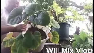 Homalomena Mint,why it revert? a#urbanfarming  #Homalomena