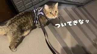 ついに5年間、温室(室内)育ちの猫がお外へ繰り出しました…