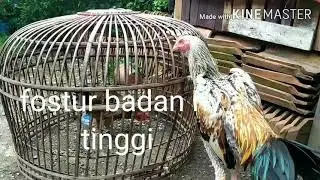 Manfaat susu kyozin buat ayam aduan,simak vidio ny sampai selesai ya.