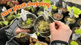 🪴 carnivorous plant shopping & haul 🥳