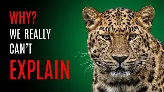 Top 5 Rarest Animals in the World