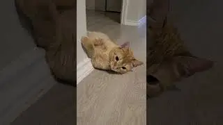 corner cat
