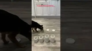 Sammy & Buddy's Taste Test: Which TRATEZ Supplement Wins? 🐶 #tastetest #dognutrition #dogsupplements