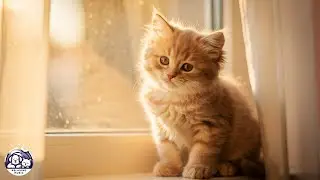 Cat Sleep Music - Ultimate Sleep Aid for Anxious Cats, Help Cats Sleep & Relax - Cat Lullaby Sounds
