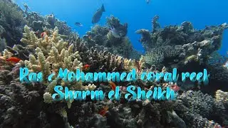 Sharm el Sheikh, Ras Mohammed coral reef/Parco Nazionale marino/Egitto