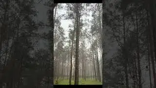 Rainy day in the forest 🌳⛈️ #rain #thunder #nature #4k