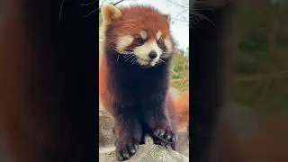 Red Panda Stretching & Yawning 😴 | Cutest Morning Routine Ever! 🐾 #shorts