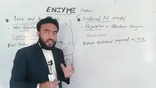 mechanism of enzyme action (lock and key model ,induced fit model)