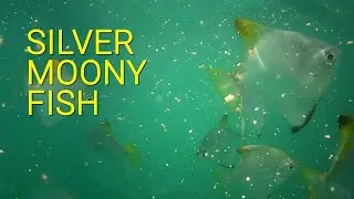 Silver Moony Fish | Scuba Diving | West Coast Adventures