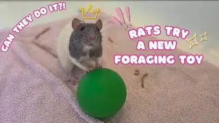 🐾The Rats Try A New Foraging Toy! 🐀✨