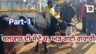 ਬਲਕਾਰ ਦੀ ਸੌਦੇ ਚ, ਅੜ ਗਈ ਗਰਾਰੀ Dabwali Pashu Mandi #live_sauda #apnakitta #cow #dairyfarm #panjab 2026