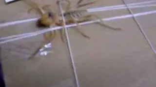 Camel Spider LIVE
