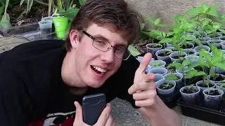 Meet My Tomato and Pepper Plant Army!