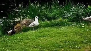 PIXABAY free videos - DUCK 5