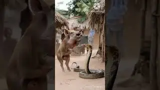 Snake Vs Pig #snake #pig #fight #animals #trendingshorts #viralshort