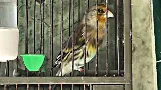 ‏Hybrid Canary and Goldfinch singing .hot tweeting غناء هجين  الحسون و الكناري