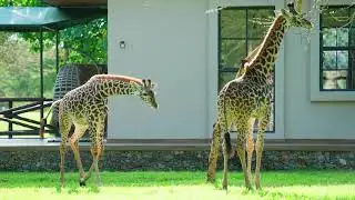 Aya Sophia Wildlife villa