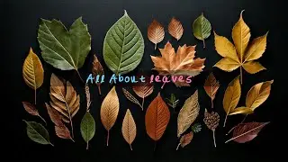 All About Leaves | Plant Structure & Functions | Middle school Science | Khan Academy