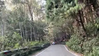 Pine Forest on Poombarai Road Kodaikanal | Calm Hill Ride & Nature Sounds #hill #travel misty views