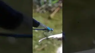 rare blue ocen dragonfly