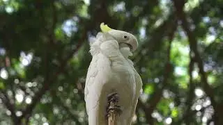 6 minutes The beautiful sound of birds in nature for relaxation