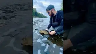 GIANT 2.5lb Perch FISH  | PB #fishing #viralshorts #outdoors #perch #viral  #perchfishing