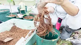 【初心者必見！】イチジクの鉢植えの方法！植え替え！ホームセンターから買ったあとの手入れ！【鹿沼土は使いません】【赤土】【弱アルカリ性】【pH】How to plant figs in pots!