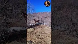 #horse #арабскиелошади #арабскиелошади #лошади #моялошадь #лошадки #mountains #продажалошадей #autom