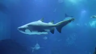 Things You Didnt Know About The Ocean #animals #sea #educational #facts
