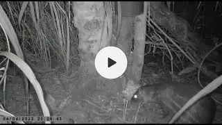Paca enorme na ceva de milho 🌽