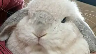 Cap 3: KILLER RABBIT // Caja de arena de la historia - Narrado por Huntleo
