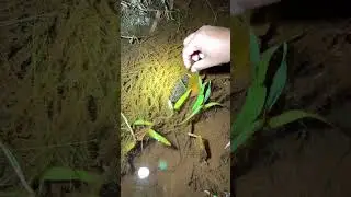 Ого. Ловля рыбы с лодки на птицу и ночная рыбалка вручную. Смотрите до конца. #рыбалканаптиц #ноч...