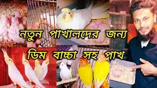 নতুন পাখালদের জন্য ডিম - বাচ্চা সহ পাখি || Hasan Aviary 100% কোয়ালিটি সম্পন্ন  22-02-25